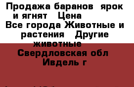 Продажа баранов, ярок и ягнят › Цена ­ 3 500 - Все города Животные и растения » Другие животные   . Свердловская обл.,Ивдель г.